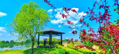 初夏太阳岛