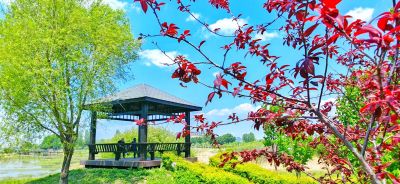 初夏太阳岛