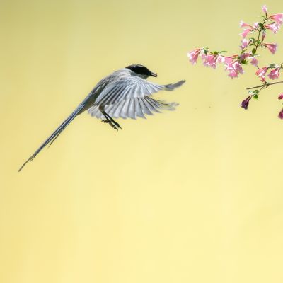 灰喜鹊