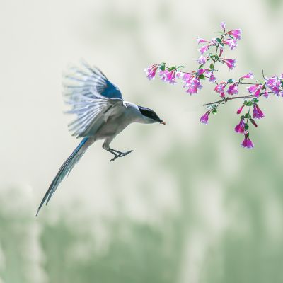 灰喜鹊