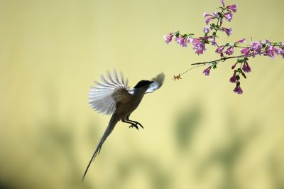 灰喜鹊