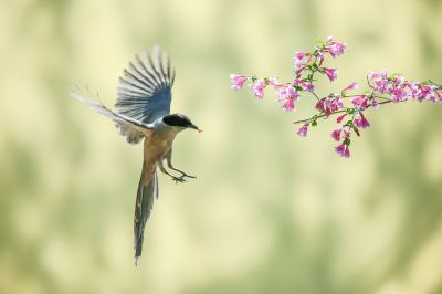灰喜鹊