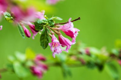 小满节气花草