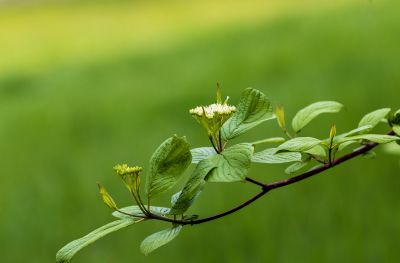 小满节气花草