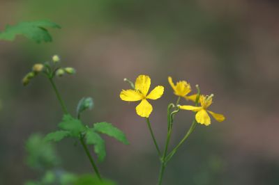 小满节气花草