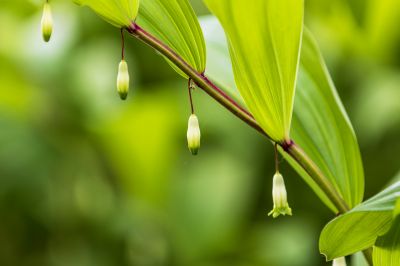 小满节气花草