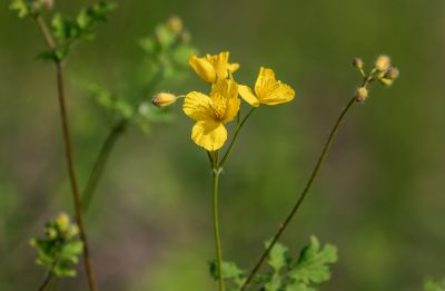 小满节气花草