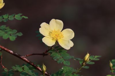小满节气花草