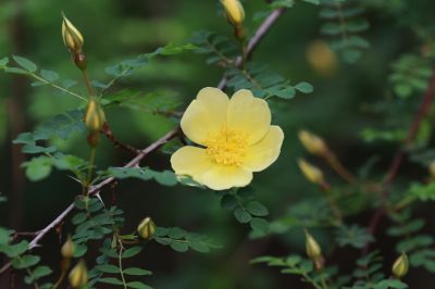 小满节气花草