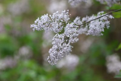 小满节气花草