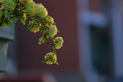 黄刺玫