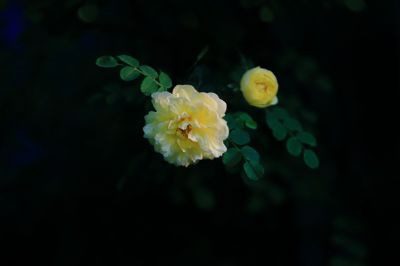 黄刺玫