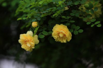 黄刺玫