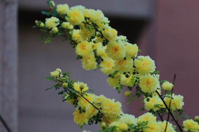 黄刺玫