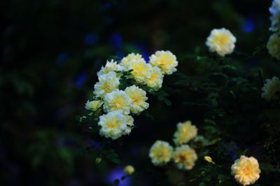 黄刺玫
