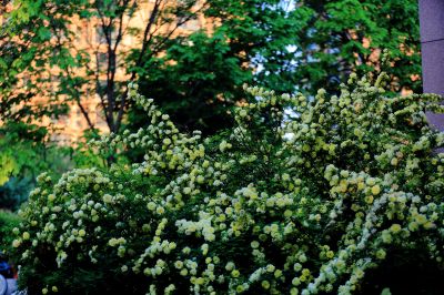 小叶丁香花