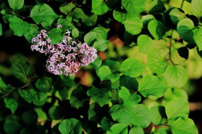 小叶丁香花