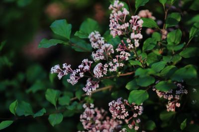 小叶丁香花