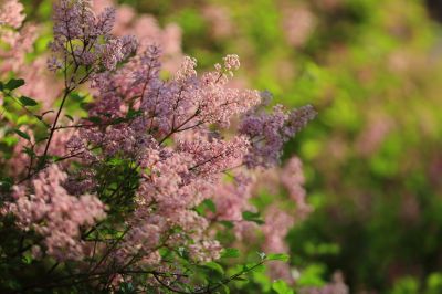 小叶丁香花