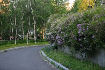 小叶丁香花
