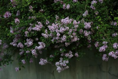 小叶丁香花
