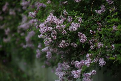 小叶丁香花