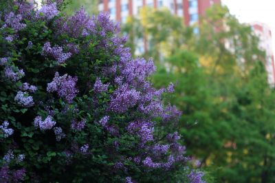 小叶丁香花