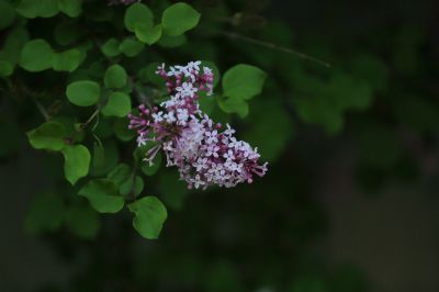 小叶丁香花
