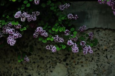 小叶丁香花
