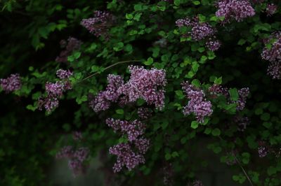 小叶丁香花