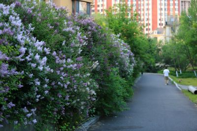 小叶丁香花