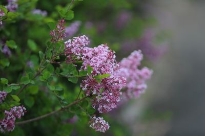 小叶丁香花