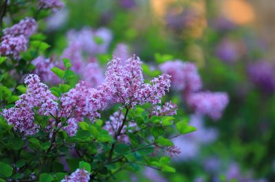 小叶丁香花