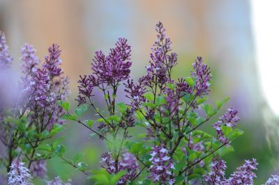 小叶丁香花