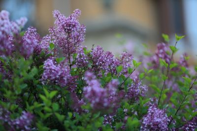 小叶丁香花