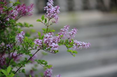 小叶丁香花