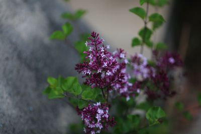 小叶丁香花