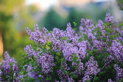 小叶丁香花