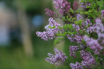 小叶丁香花