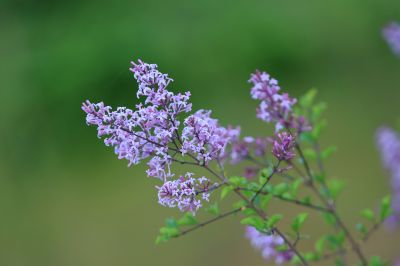 小叶丁香花