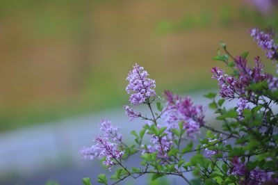 小叶丁香花