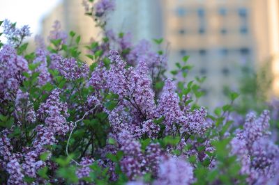 小叶丁香花