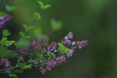小叶丁香花