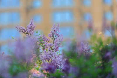 小叶丁香花