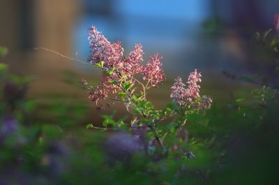 小叶丁香花