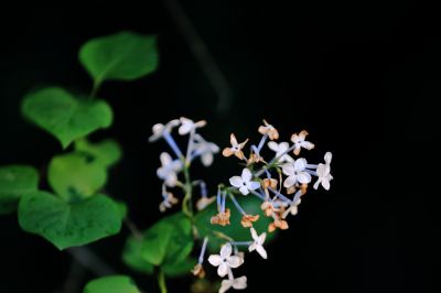 小叶丁香花