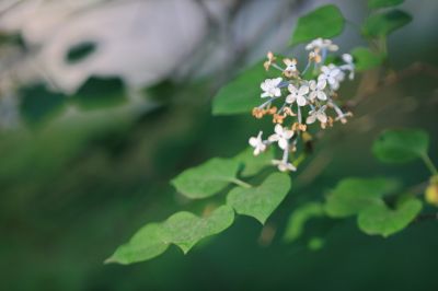 小叶丁香花