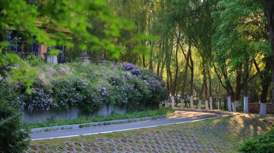 小叶丁香花