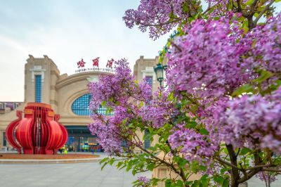 哈尔滨火车站站前广场丁香盛开香满冰城