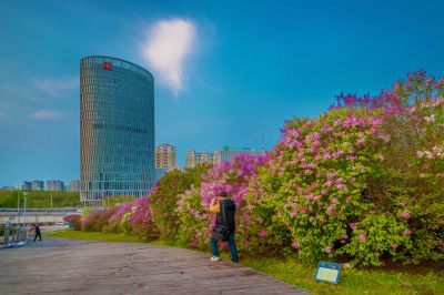 晨光中的丁香公园丁香满园